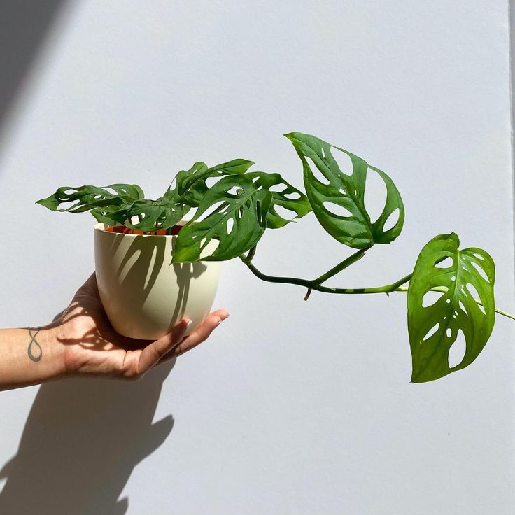 Foto Monstera Adansonii 2