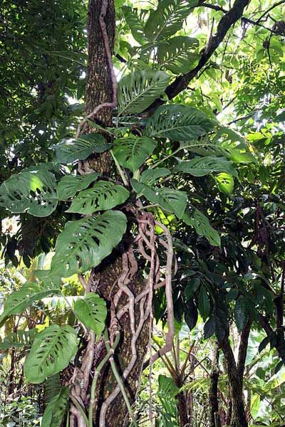 Foto Monstera Adansonii 5